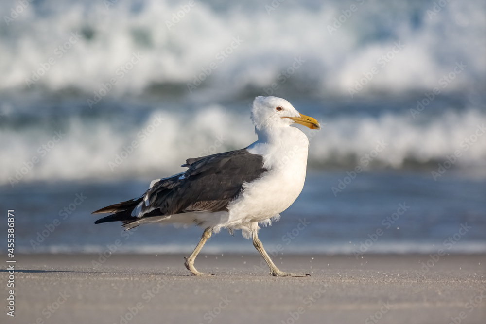 Kelp Gull (Larus dominicanus dominicanus) on the Ground in the Center of the Image- Brazilian Gaivota Seagull
Kelp Gull (Larus dominicanus dominicanus) on the Ground in the Center of the Image- Brazilian Gaivota Seagull