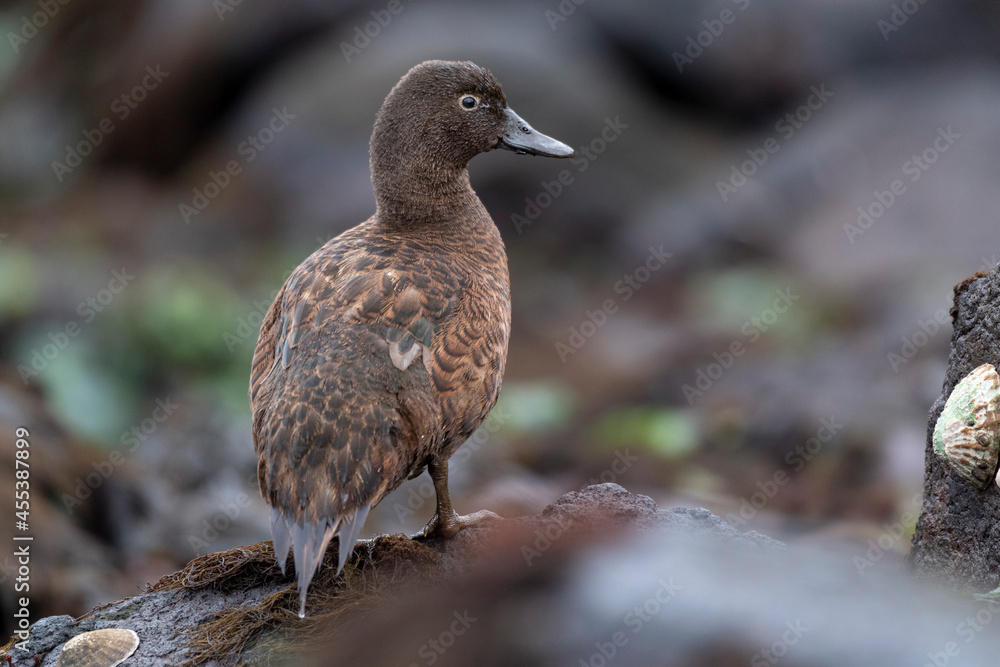Obraz premium Campbell Island Teal (duck)
