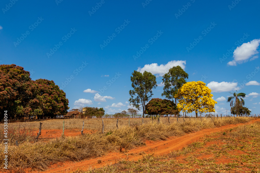 Ipê amarelo à beira da estrada de terra no campo. Ipê amarelo à beira da estrada de terra no campo.