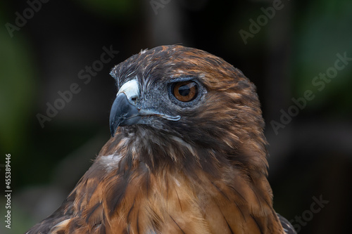 Hawk close up profile showing detailed eyes.