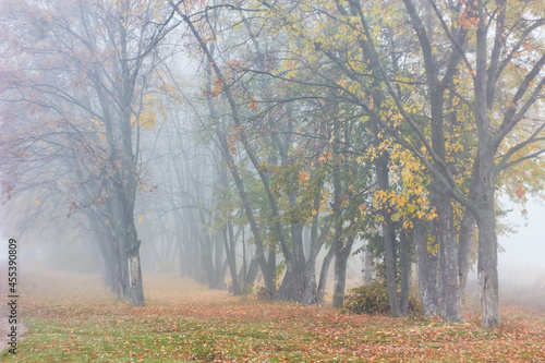 Autumn city park. Landscape with maples and yellow leaves. Morning fog