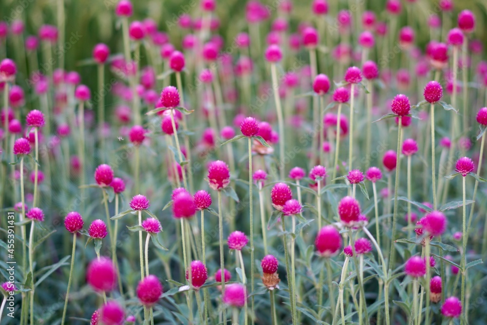 花畑のクローズアップ写真 花畑のクローズアップ写真