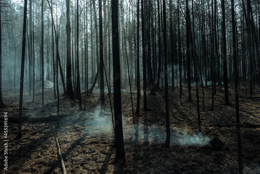 Fototapeta premium Fire in a forest near Pervouralsk, Ural, Sverdlovsk region, August 25, 2021