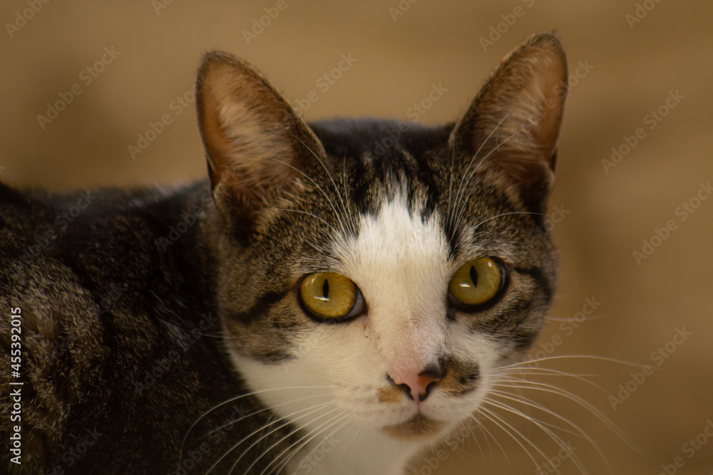 portrait of a yellow-eyed cat