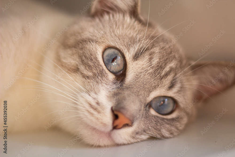 close up of a cat close up of a cat
