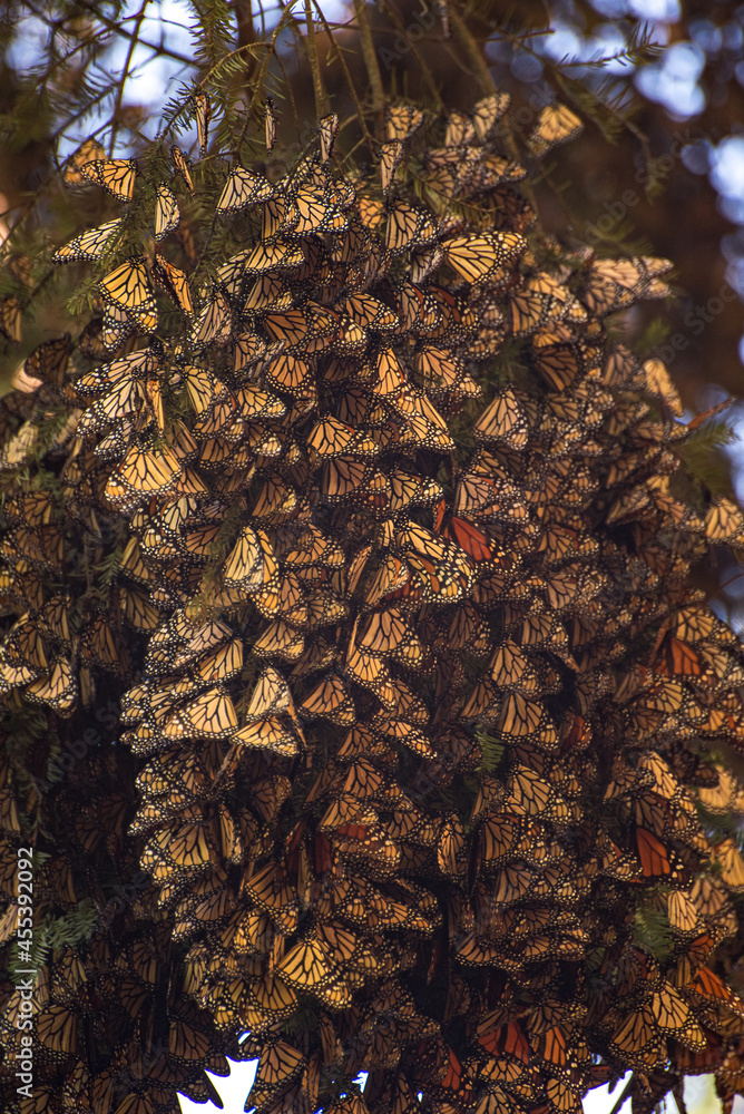 Santuario de la mariposa monarca en el estado de México, Santuario de la mariposa monarca en el estado de México,