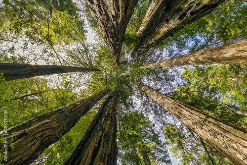 Redwood National Park, California USA © DAVID