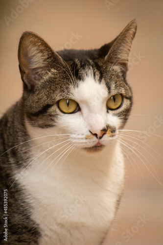 Fototapeta Naklejka Na Ścianę i Meble -  Yellow-eyed cat