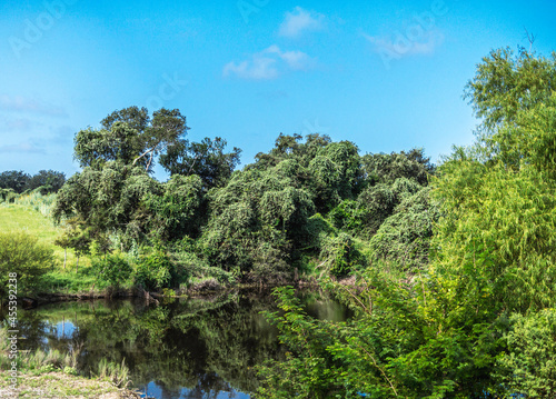 A creek reflecting trees