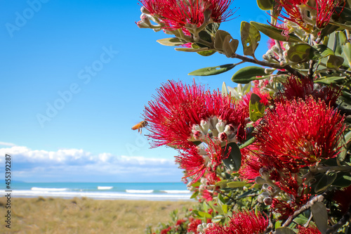 Coastal Pohutukawa tree in flower, New Zealand  photo