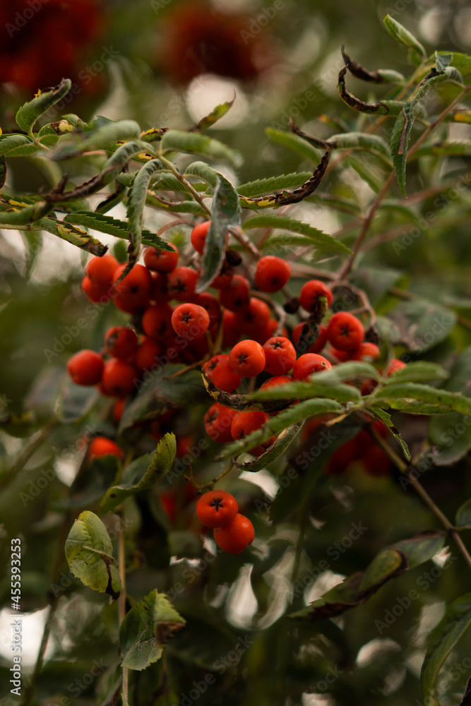 Red rowan berries on a green background in the summer forest. Autumn.