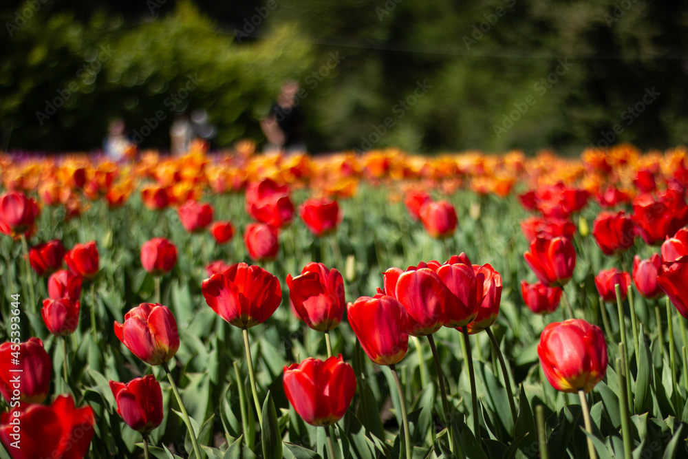 field of tulips