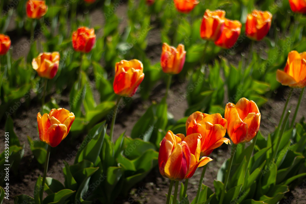 red and yellow tulips