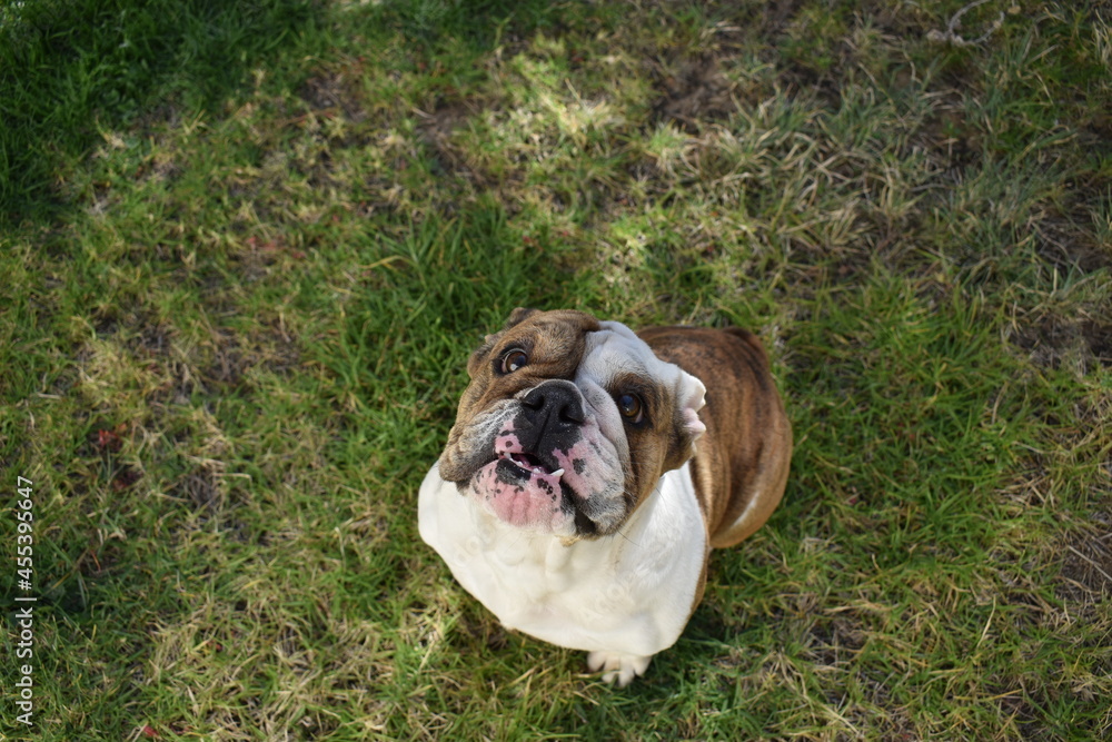 Bulldog Bulldog