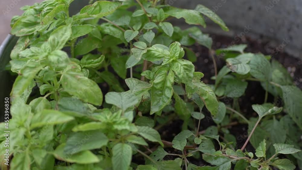 Some happy basil plants get some much need waterfall in the country drought. sony a7riii Some happy basil plants get some much need waterfall in the country drought. sony a7riii