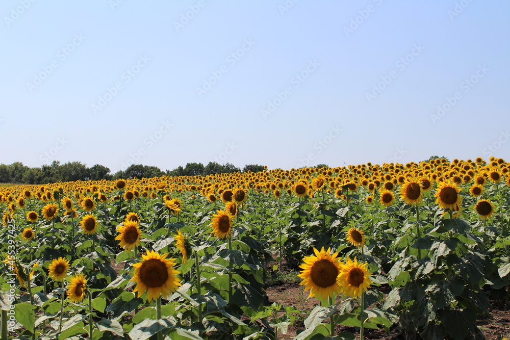 Obraz premium sunflower field