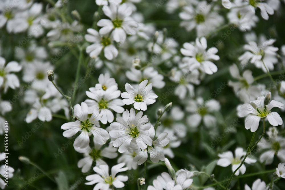 満開のセラスチウムの花