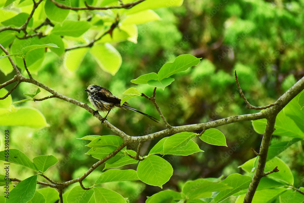 梅の木に止まるシマエナガの幼鳥