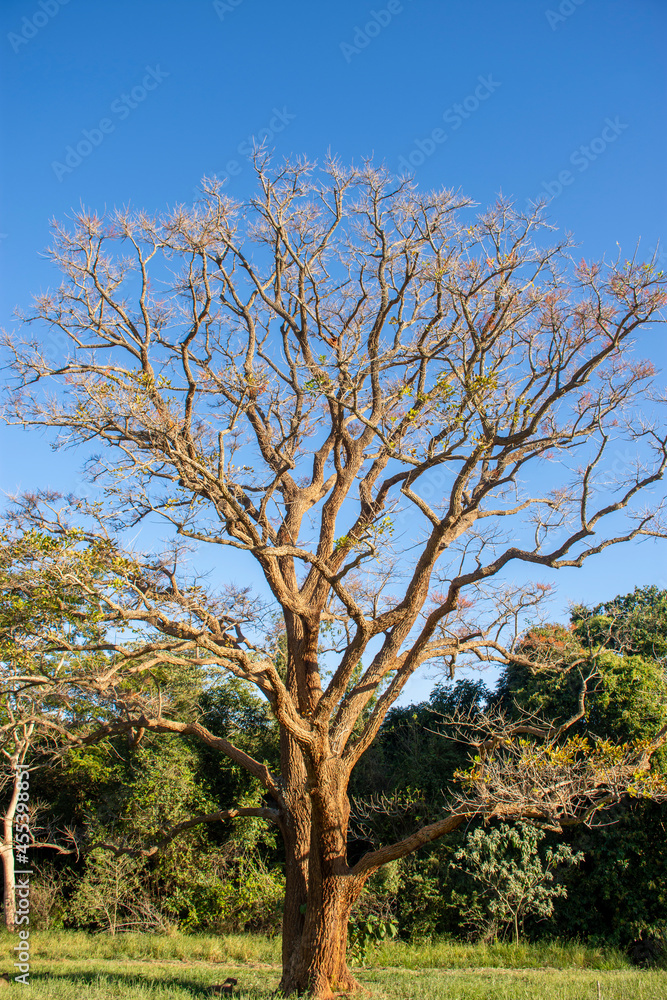 trees in the Parque das Nações Indigenas - Campo Grande - MS trees in the Parque das Nações Indigenas - Campo Grande - MS