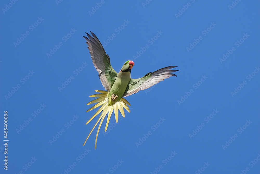 Obraz premium Alexandrine Parakeet