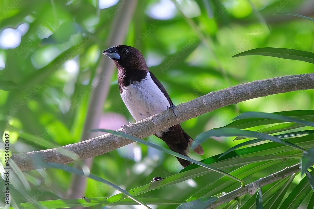 Obraz premium White-rumped Munia