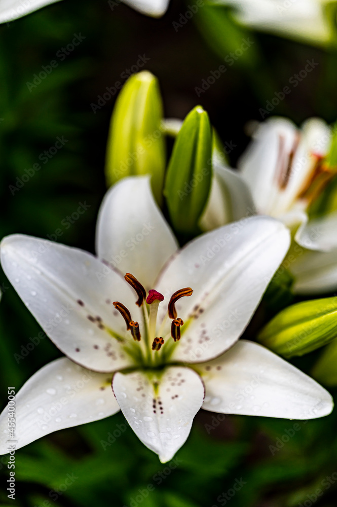Obraz premium Blooming lilies