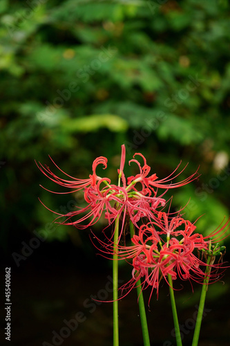 red flower photo