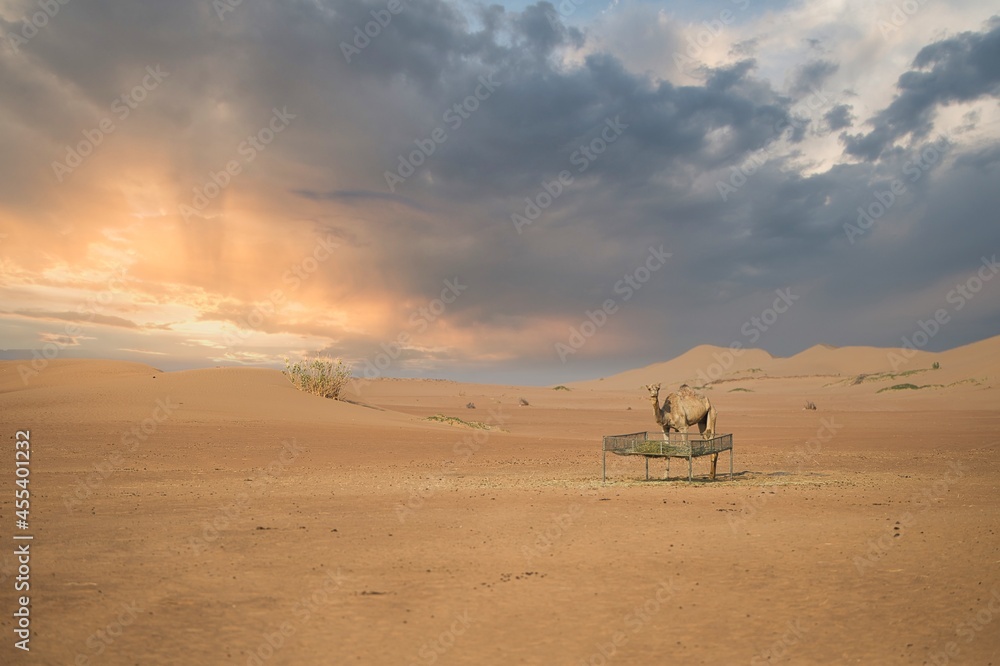 One camel standing in the desert area of Dubai, United Arab Emirates One camel standing in the desert area of Dubai, United Arab Emirates