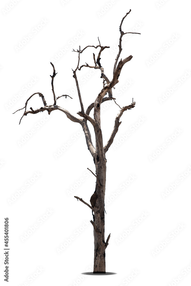 Dead tree isolated on a white background, clipping path. Dead tree isolated on a white background, clipping path.
