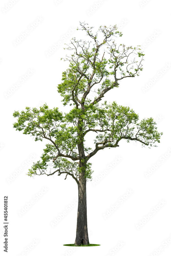 Isolated green tree on white background, Trees isolated on white background, tropical trees isolated used for design, advertising and architecture. Isolated green tree on white background, Trees isolated on white background, tropical trees isolated used for design, advertising and architecture.