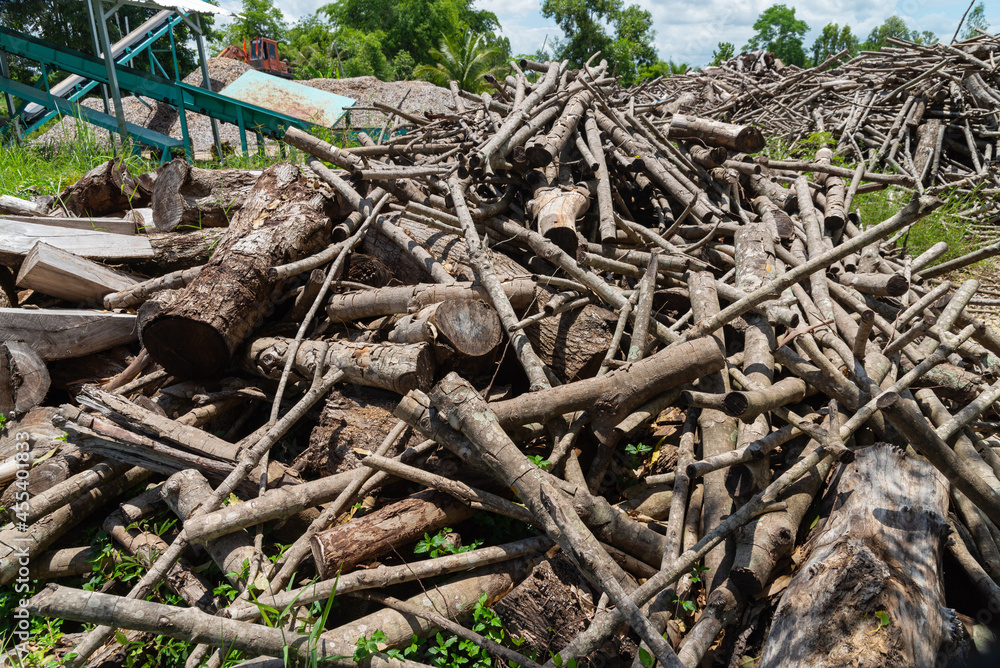 Preparation of firewood for the winter. firewood background, Stacks of firewood in the forest. Pile of firewood. Preparation of firewood for the winter. firewood background, Stacks of firewood in the forest. Pile of firewood.
