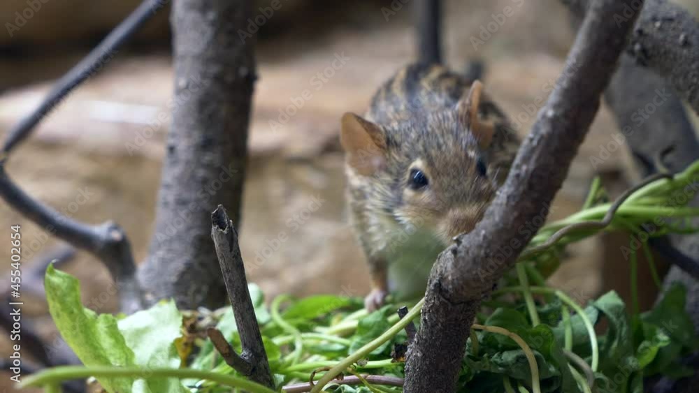 Close up of cute Lemniscomy Barbarus or grass mouse eating green vegetables,4K Close up of cute Lemniscomy Barbarus or grass mouse eating green vegetables,4K