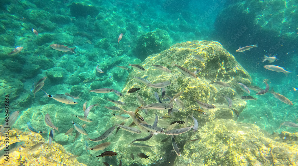 Fototapeta premium Underwater world of Mediterranean Sea. Near Marmaris, Turkey