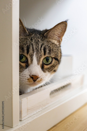 Closeup muzzle of cute funny cat sitting in cupboard shelf relaxing spending time at home © kostikovanata