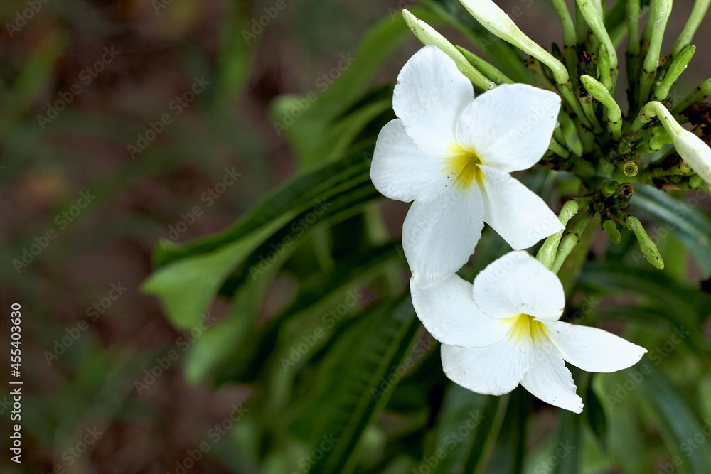 Image of white wildflowers Image of white wildflowers