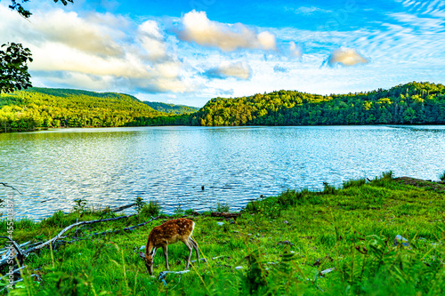 Deer at Onneto lake akan masyuu national park photo