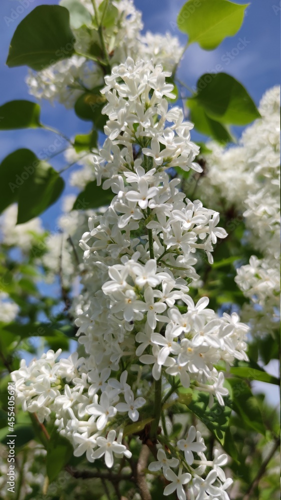 White terry lilac on a blue sky background