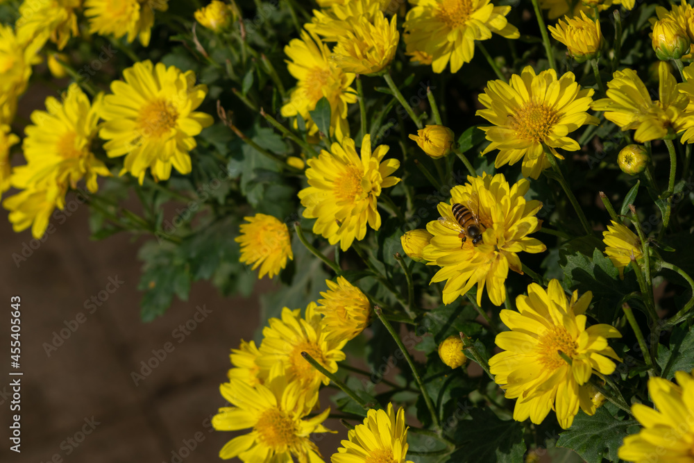 Close up of chrysanthemums of different varieties and colors Close up of chrysanthemums of different varieties and colors