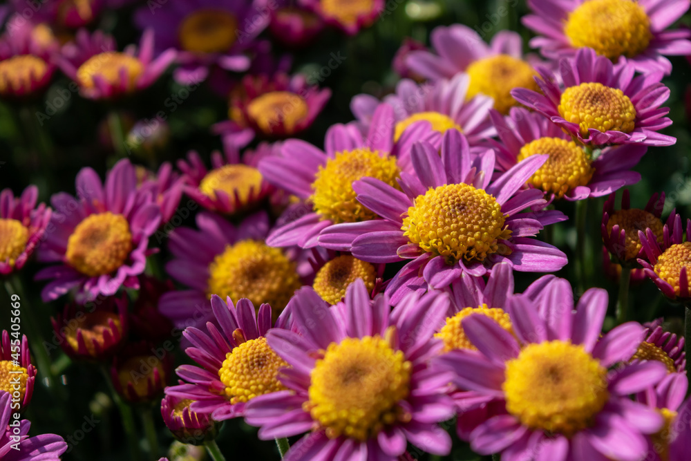 Close up of chrysanthemums of different varieties and colors
