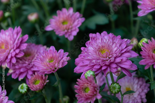 Close up of chrysanthemums of different varieties and colors