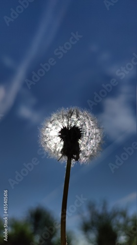 Dandelion  illuminated by the sun