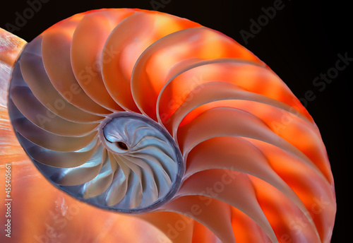 Brilliant Nautilus Macro  Backlit to reveal beauty of chamber structure.