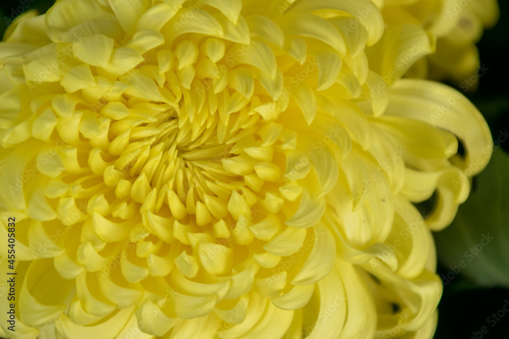 All kinds of yellow chrysanthemums are in bloom All kinds of yellow chrysanthemums are in bloom