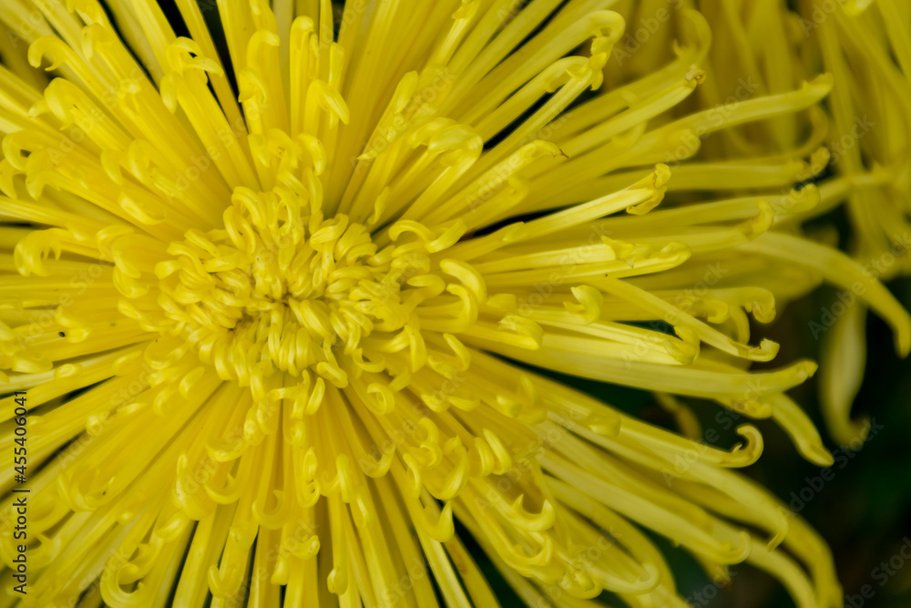 The yellow chrysanthemum is in full bloom. It has long and thin petals. The yellow chrysanthemum is in full bloom. It has long and thin petals.