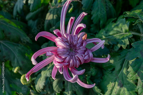 The pink purple chrysanthemums with thin and long petals opened photo