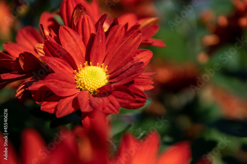The yellow and red chrysanthemums in the park are in bloom