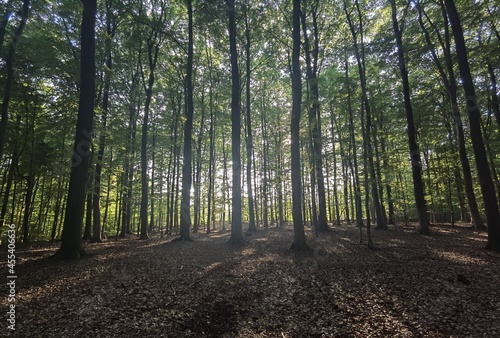 path in the forest