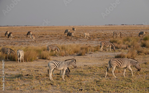 A herd of mountain zebras  Equus zebra  graze with their heads down.