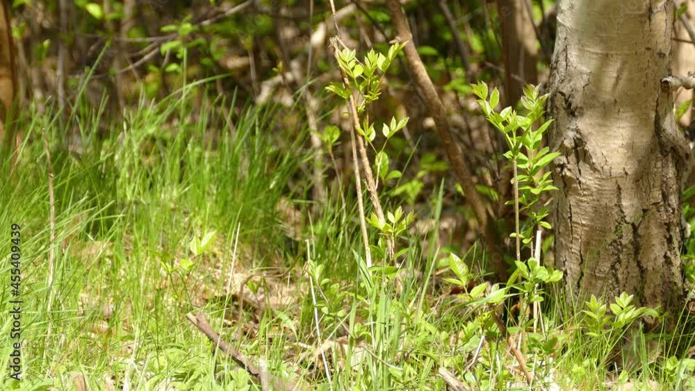 A gray and yellow magnolia warbler bird got scared and fly off into the forest. A gray and yellow magnolia warbler bird got scared and fly off into the forest.