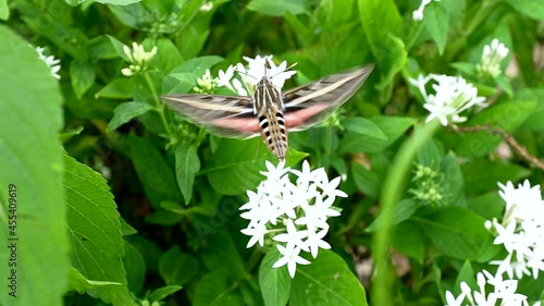 sphinx moth darts among flowers searching for food and pollinating as it goes photo